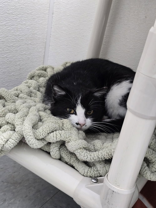 picture of the cat needing adoption