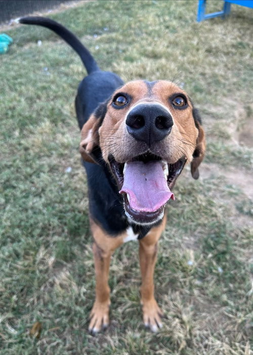 Range Rover, an adoptable Black and Tan Coonhound in Evansville, IN