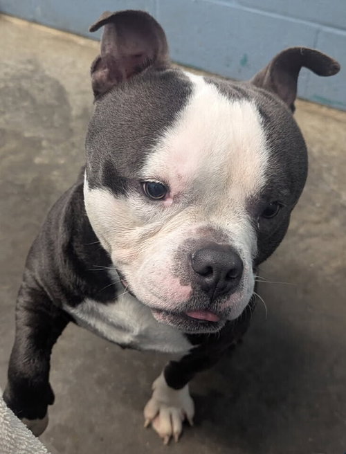 Wookie, an adoptable American Pit Bull Terrier in Evansville, IN