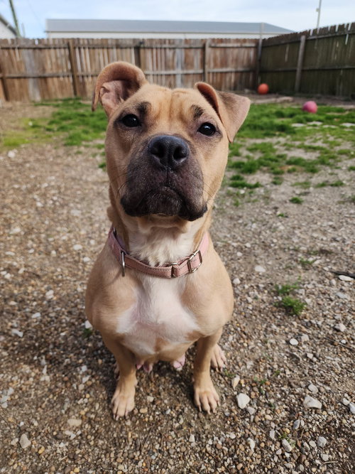Lunar, an adoptable Pit Bull Terrier in Evansville, IN