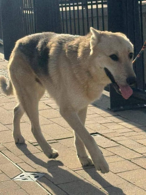 Maverick, an adoptable German Shepherd Dog in Evansville, IN