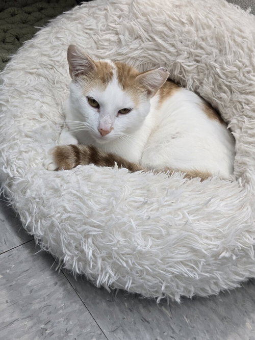 picture of the cat needing adoption
