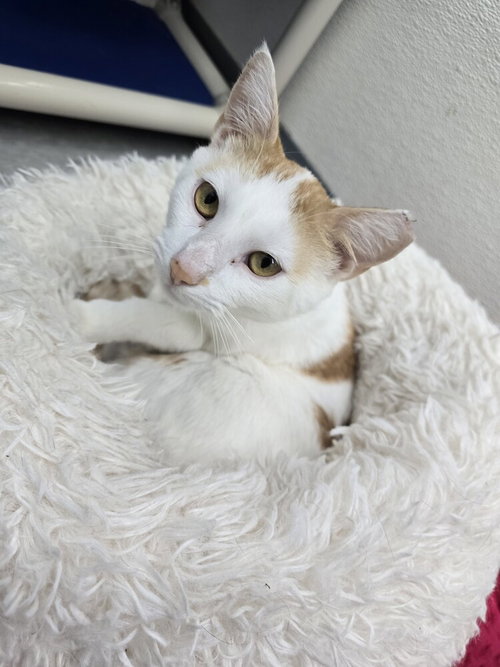 Hoss, Adult Domestic Short Hair (short coat), cat for adoption in Owensboro, Kentucky