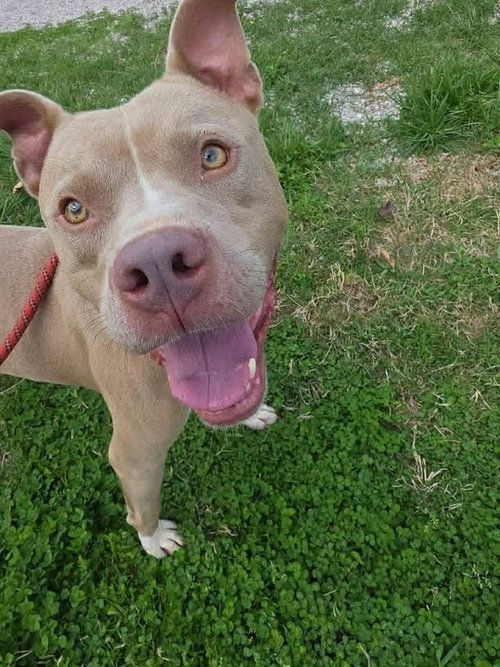 GRONK - Pit Bull Terrier available for adoption