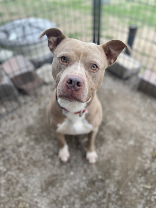 GRONK - Pit Bull Terrier available for adoption