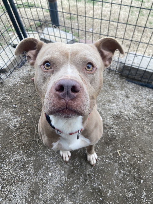 GRONK - Pit Bull Terrier available for adoption
