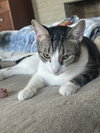 Kobi - Photo 2