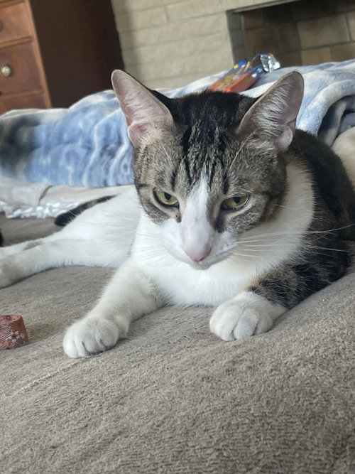 KOBI - Domestic Short Hair available for adoption