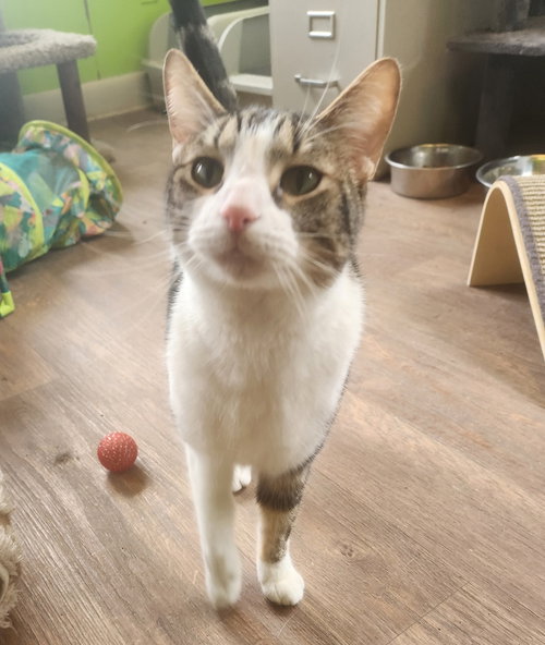 picture of the cat needing adoption