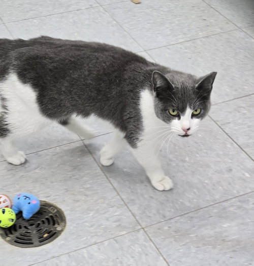 picture of the cat needing adoption