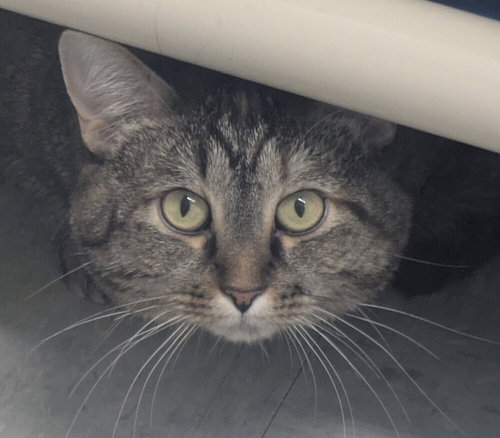 HENRY - Domestic Short Hair for adoption in Evansville