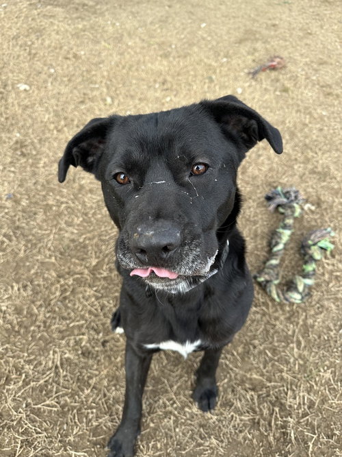 ECLIPSE - Cane Corso Mastiff / Labrador Retriever available for adoption