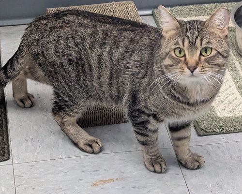 BB - Domestic Short Hair for adoption in Evansville