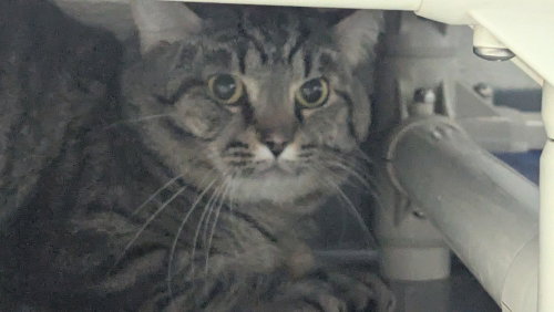 BB - Domestic Short Hair available for adoption