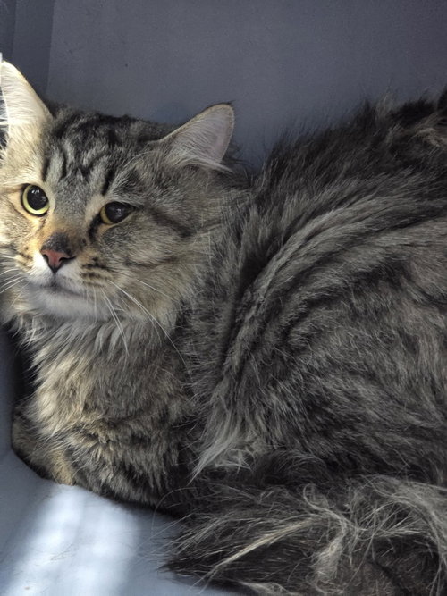 FLERKIN - Domestic Medium Hair available for adoption