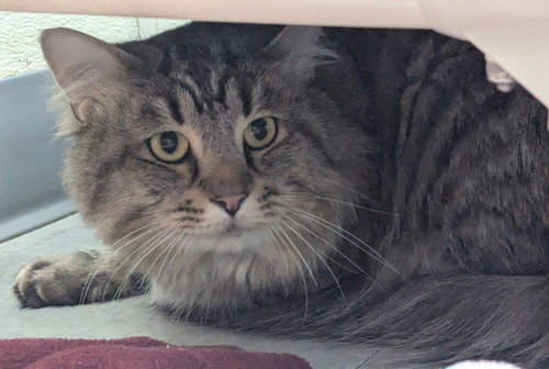 Flerkin, an adoptable Domestic Medium Hair in Evansville, IN