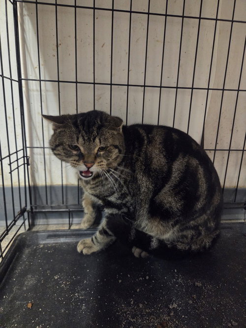 picture of the cat needing adoption