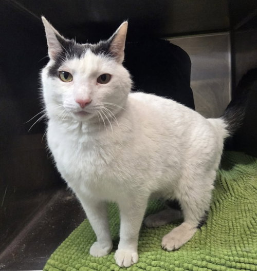 MIKEY - Domestic Short Hair for adoption in Evansville
