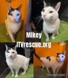 Mikey - Photo 2