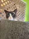Mr. Man - Photo 2