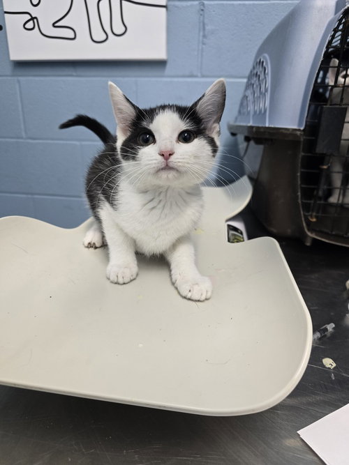 MISS GERI - Domestic Short Hair available for adoption