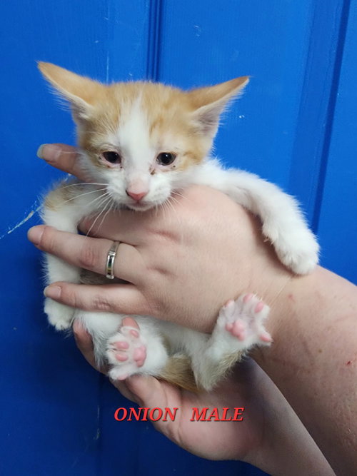 Onion, Baby Domestic Short Hair, cat for adoption in Owensboro, Kentucky