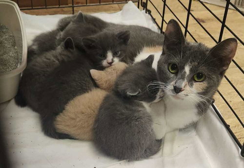 picture of the cat needing adoption