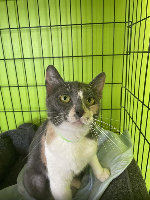 picture of the cat needing adoption