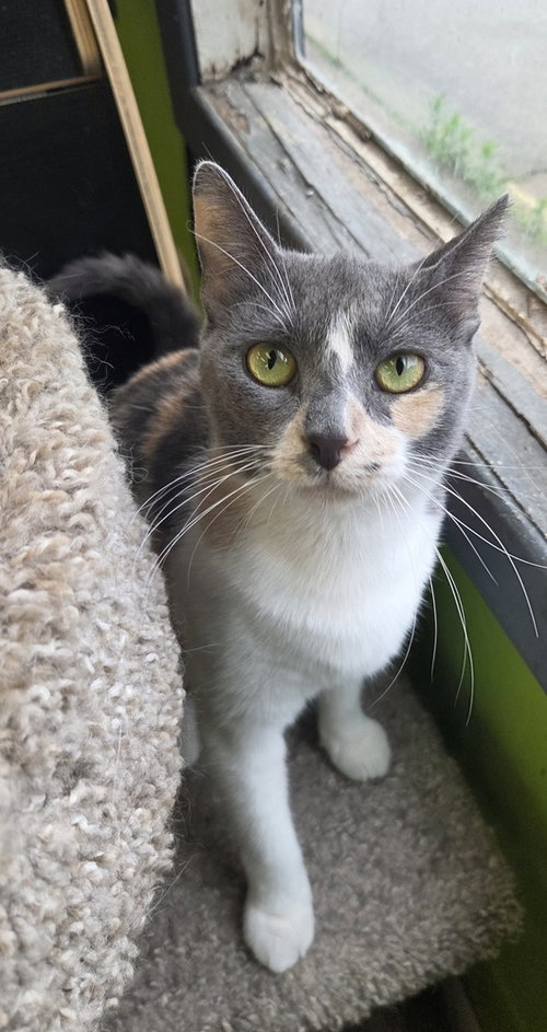 Miss Piggy, Adult Calico, cat for adoption in Owensboro, Kentucky