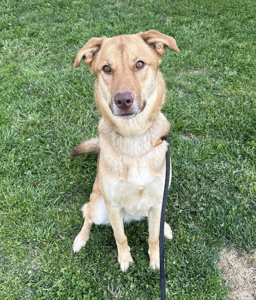 Luna T, an adoptable Shepherd in Evansville, IN