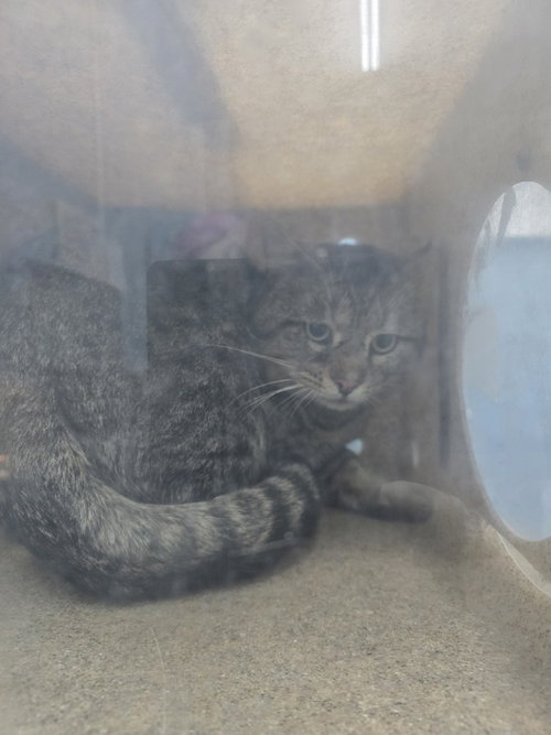 Ludahiss, an adoptable Domestic Short Hair in Evansville, IN