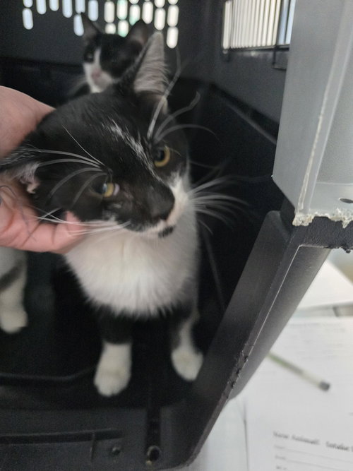 Jerry Angelov, an adoptable Domestic Short Hair in Evansville, IN