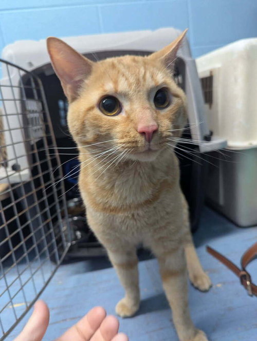 Poppy Jo, Adult Domestic Short Hair (short coat), cat for adoption in Owensboro, Kentucky