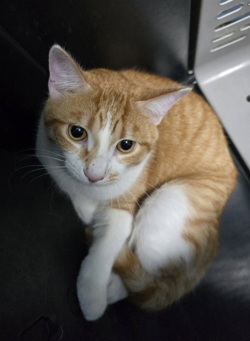 Orangey, an adoptable Domestic Short Hair in Evansville, IN