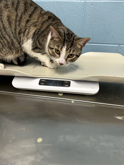 Baby, an adoptable Domestic Short Hair in Evansville, IN