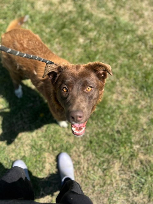 Esme, an adoptable Retriever in Evansville, IN