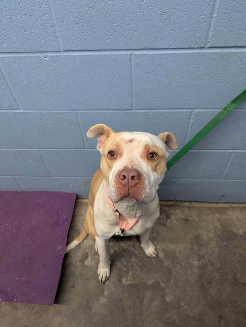 Mark Ruffalo, an adoptable Pit Bull Terrier in Evansville, IN