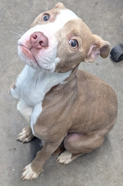 Dozer / Paddy, an adoptable Pit Bull Terrier in Evansville, IN