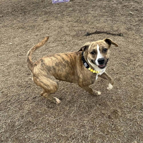 Marble, an adoptable Labrador Retriever in Evansville, IN