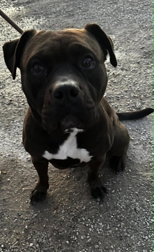 Photo 4 of Zeus Maximus