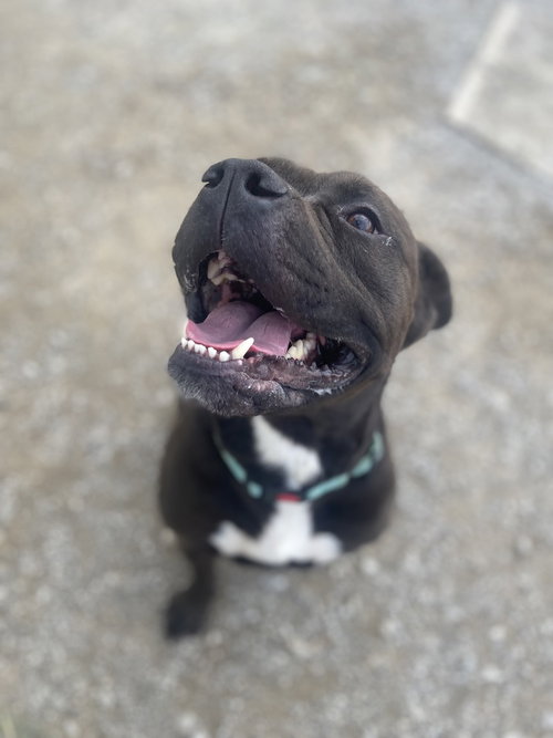 Zeus Maximus, Pit Bull Terrier