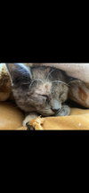 Asterin - Photo 2