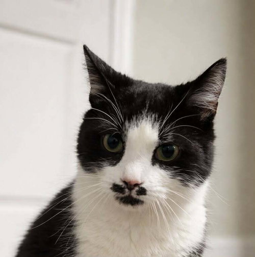 Mr Monopoly, an adoptable Domestic Short Hair in Evansville, IN