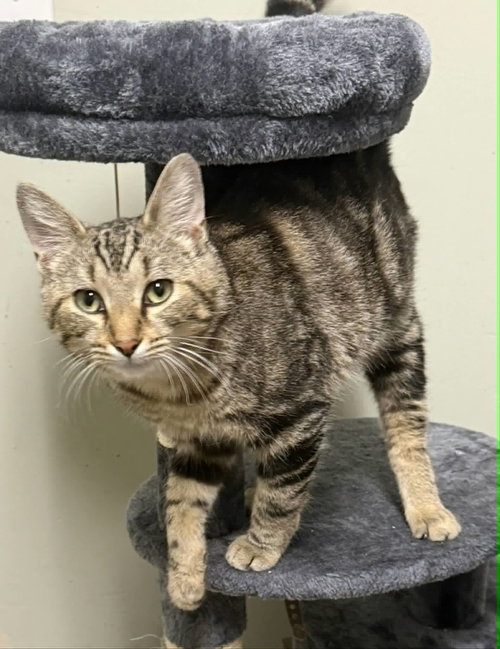 Osito, Adult Domestic Short Hair (short coat), cat for adoption in Owensboro, Kentucky