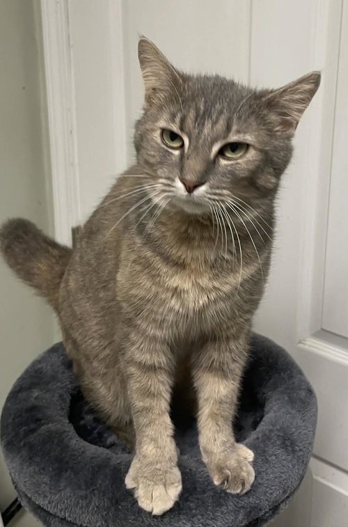 Star, Adult Domestic Short Hair (short coat), cat for adoption in Owensboro, Kentucky