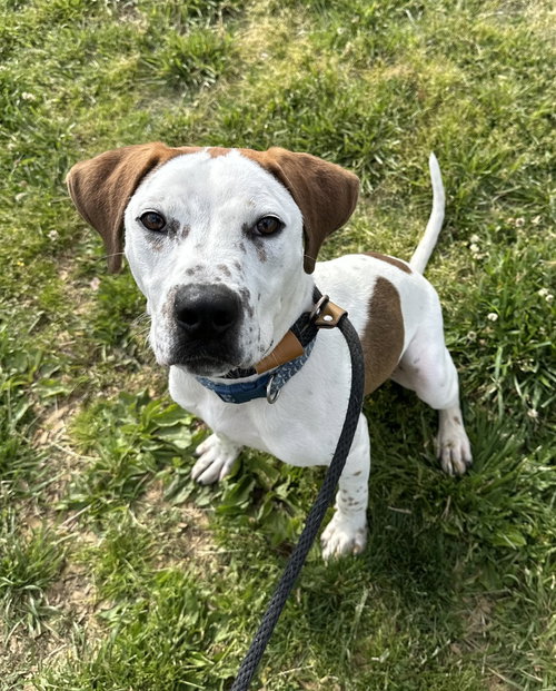 Spot, an adoptable Terrier in Evansville, IN