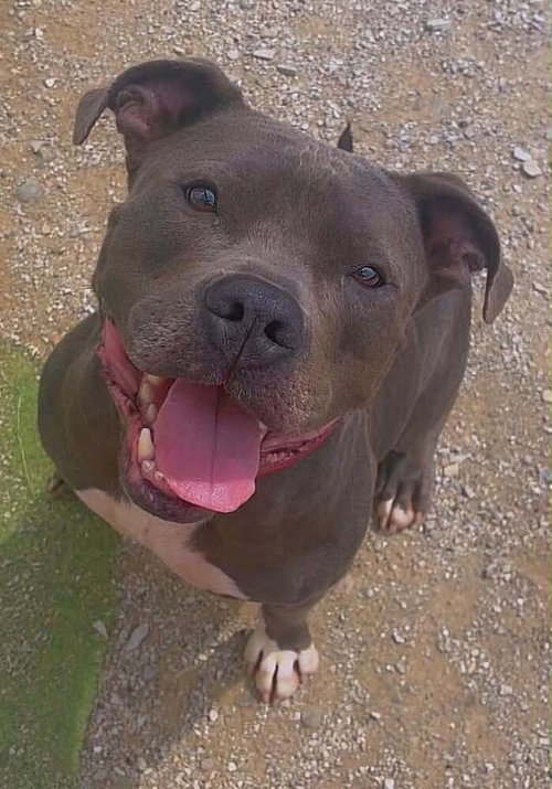 Plow, a dog for adoption from It Takes A Village No-Kill Rescue