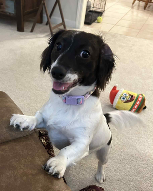SAMMI JO - Dachshund available for adoption