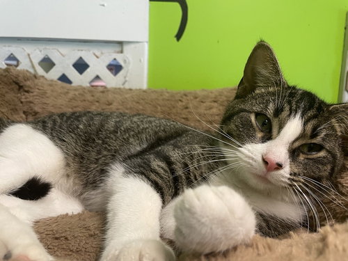 Summer Jo, Adult Domestic Short Hair (short coat), cat for adoption in Owensboro, Kentucky