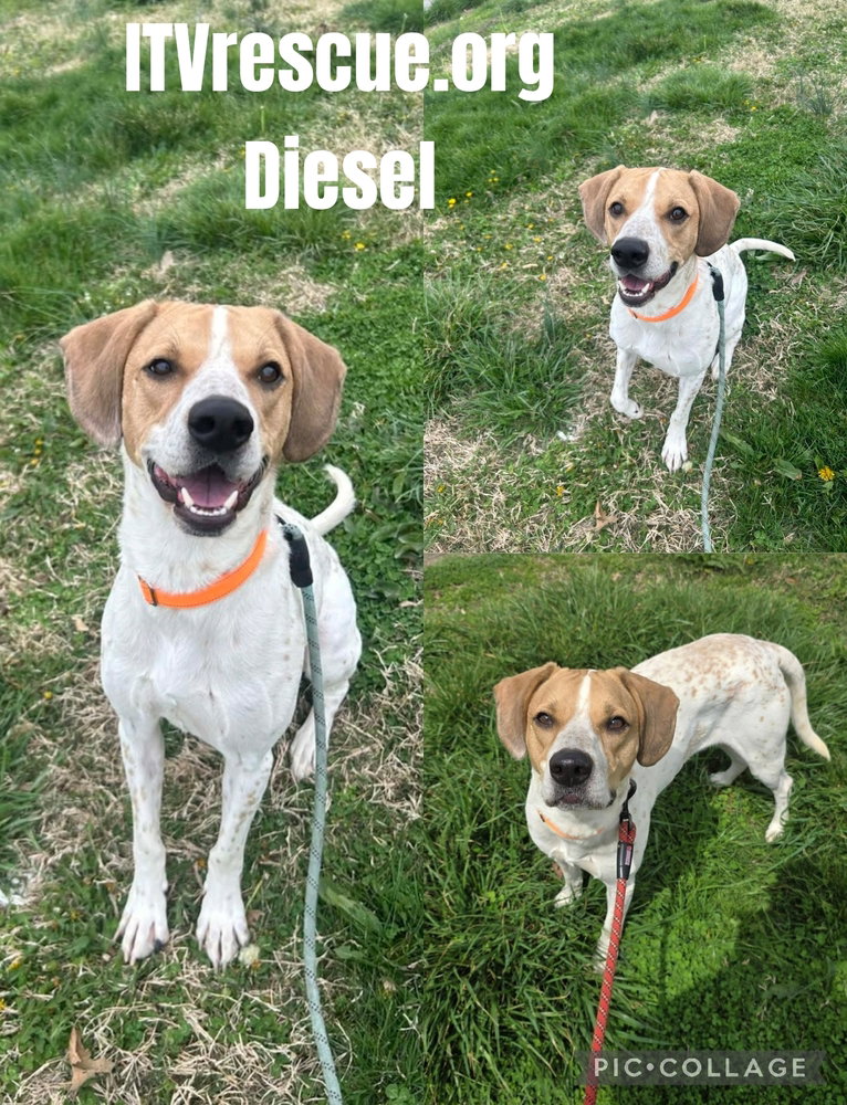 Diesel, photo 2